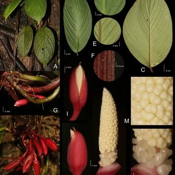 Image from detik.com