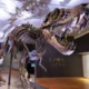 Terungkap! Bau Napas T-Rex: Mengerikan, Mematikan, dan Lebih Busuk dari yang Kamu Kira!