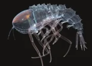 Misteri Terkuak! Makhluk Laut Terdalam yang Lebih Aneh dari Alien: Penemuan MBARI Bikin Melongo!