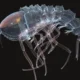 Misteri Terkuak! Makhluk Laut Terdalam yang Lebih Aneh dari Alien: Penemuan MBARI Bikin Melongo!
