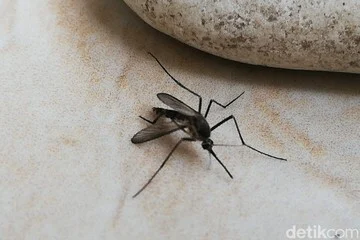 Image from detik.com