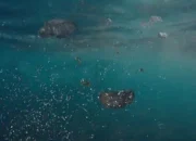 TERBONGKAR! Plastik Ubah Air Jadi Racun & Pembunuh Massal Hewan: Ini Solusi Selamatkan Bumi!