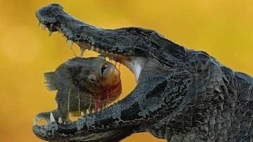Image from inet.detik.com
