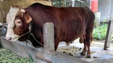 Terkuak! Rahasia Sapi 1,3 Ton Pilihan Prabowo: Mengapa Simental Jadi Raja Kurban Idul Adha?